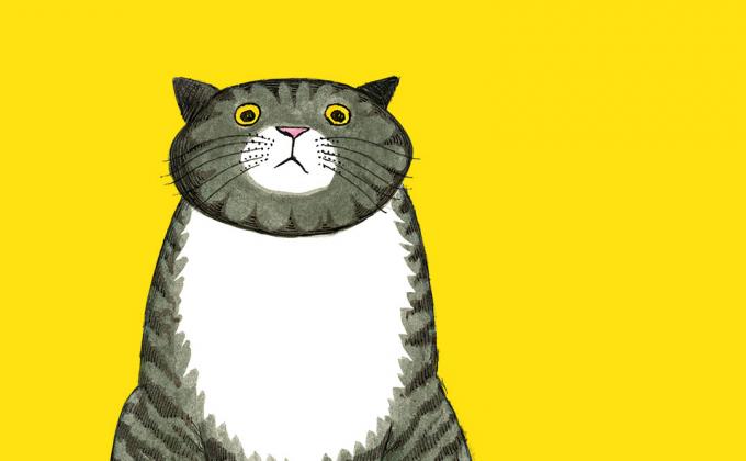 A grey and black tabby cat with a troubled face sits against a bright yellow background