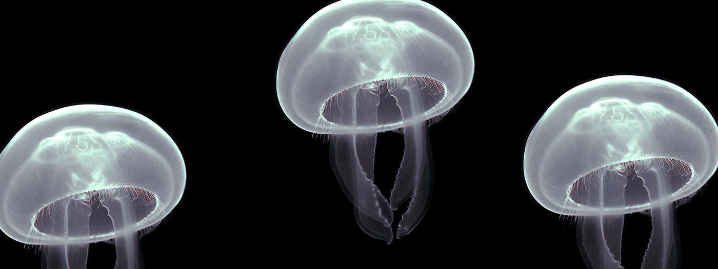 A white glowing jellyfish floats against a black background